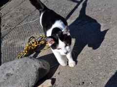 野良猫