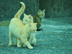 野良猫