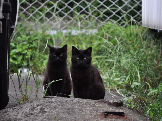 野良猫