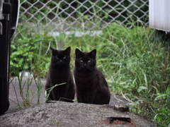 野良猫