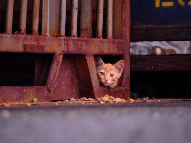 野良猫