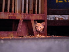 野良猫