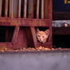 野良猫