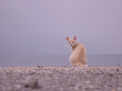 野良猫