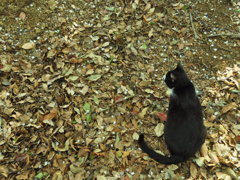野良猫