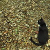 野良猫