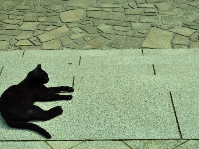野良猫