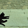 野良猫