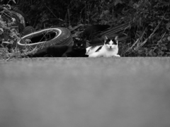 野良猫