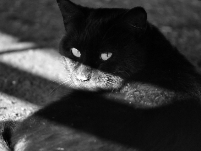 黒猫