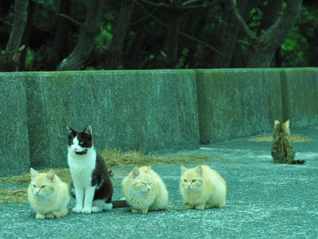 野良猫