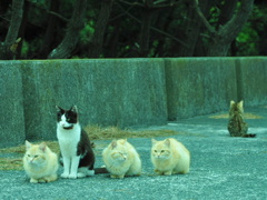 野良猫