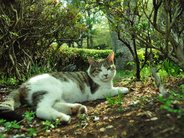 野良猫