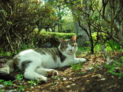 野良猫