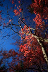 紅葉の紅葉（もみじのこうよう）