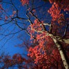 紅葉の紅葉（もみじのこうよう）