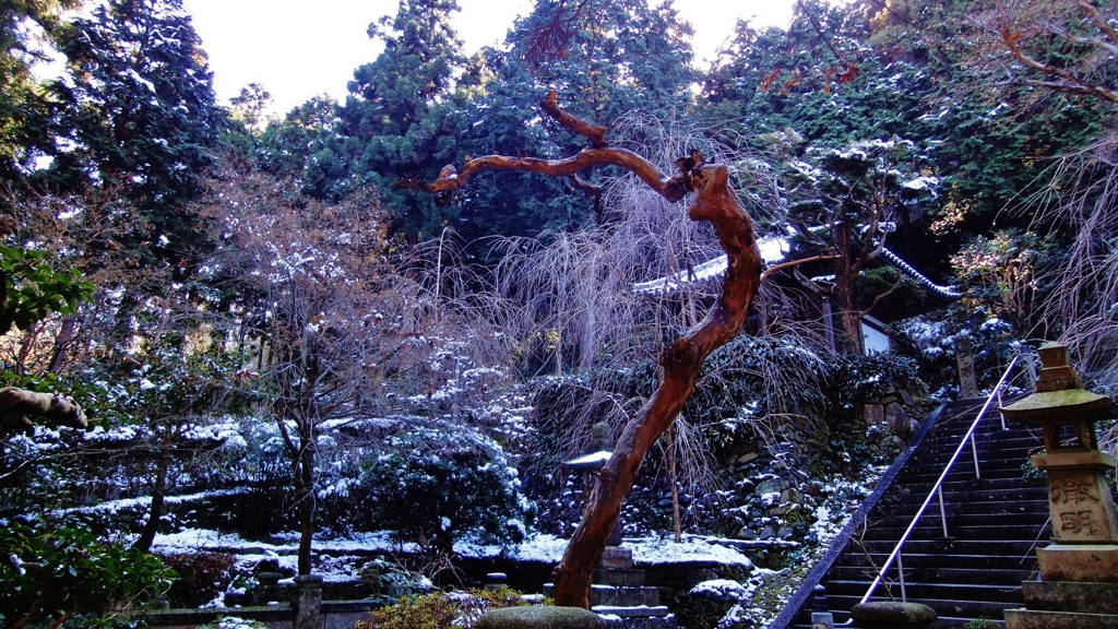 雪化粧した新長谷寺