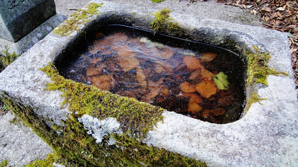 氷の中の落ち葉