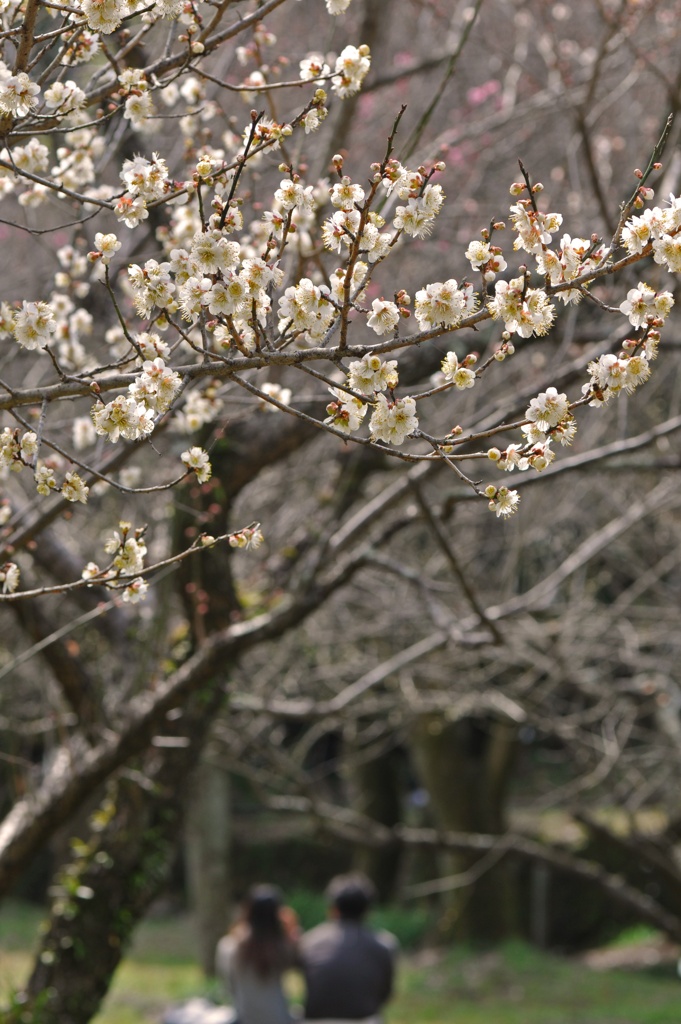 春よ来い