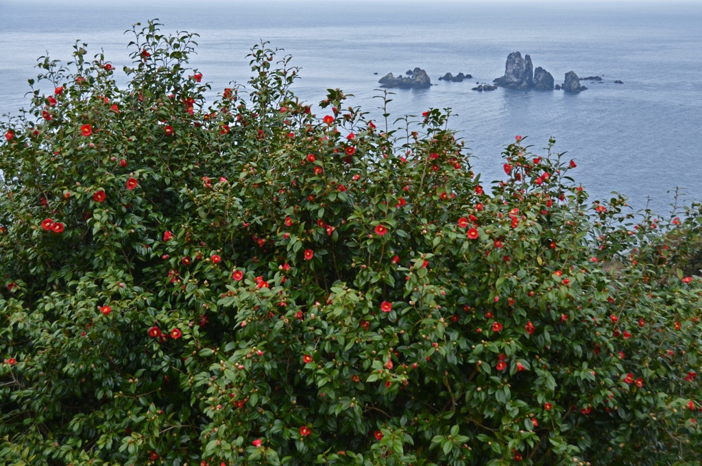 椿咲く天草西海岸