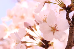 桜のはなびら散るたびに・・・・・・・