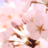 桜のはなびら散るたびに・・・・・・・