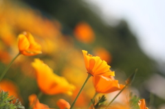 I like vivid colors