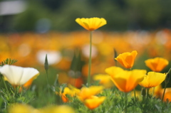 spring