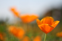 I like flower