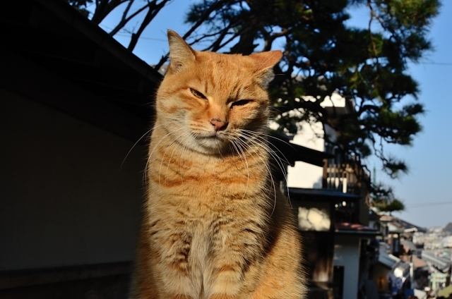 ふてぶてしいねこ
