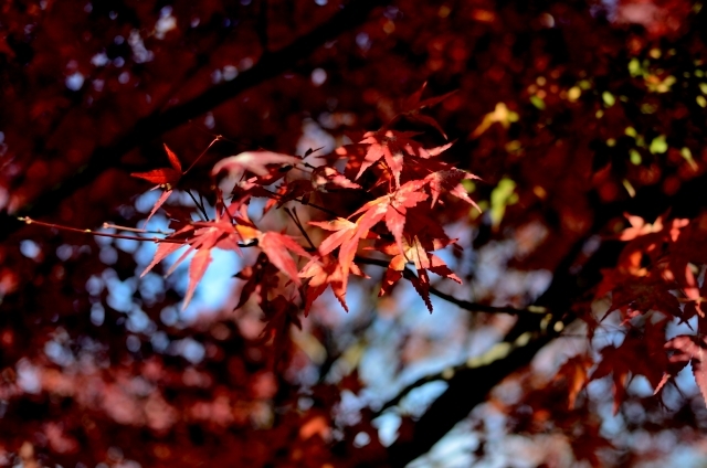 終わりかけの紅葉