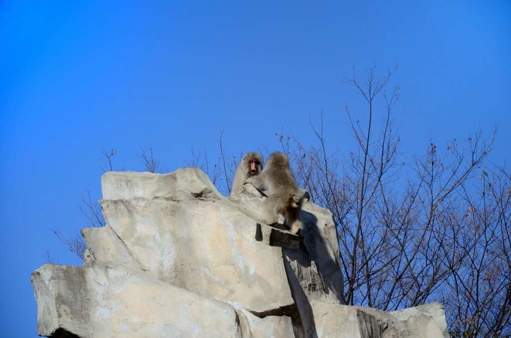 上野動物園_サル