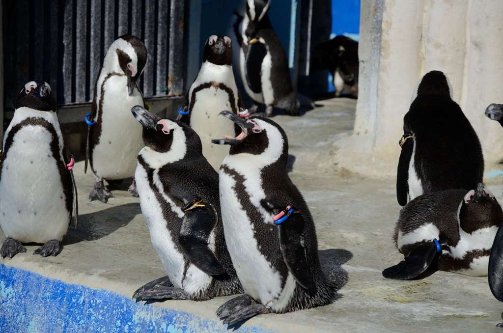 上野動物園_ペンギン