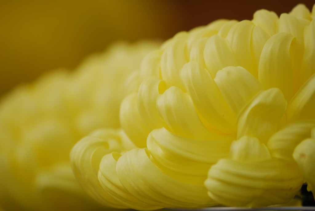 菊