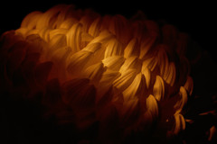 菊