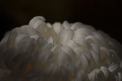 菊