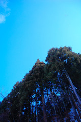 木と空