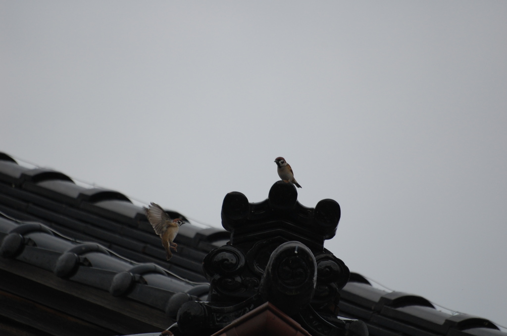 スズメ