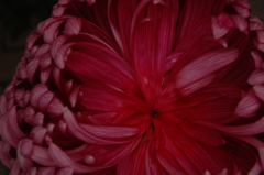 菊　