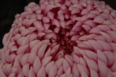 菊
