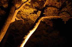 兼六園