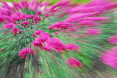 菊