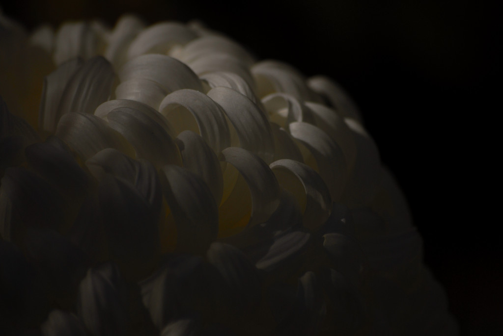菊