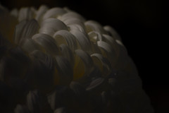 菊