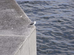 カモメのたそがれ