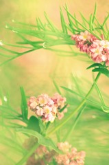 恋せよ乙女