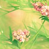恋せよ乙女