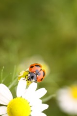 天に向かって飛ぶから