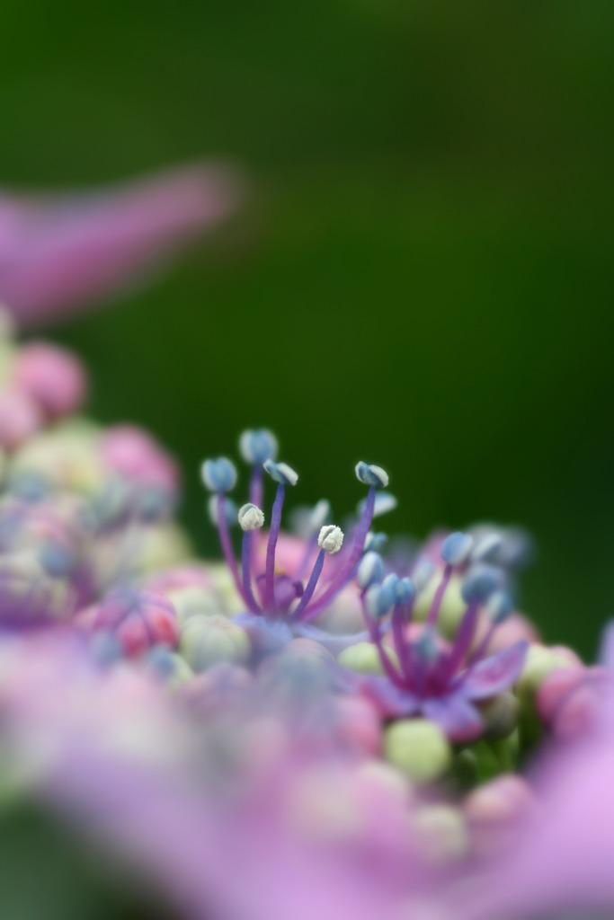 花冠