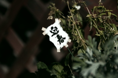 迎春